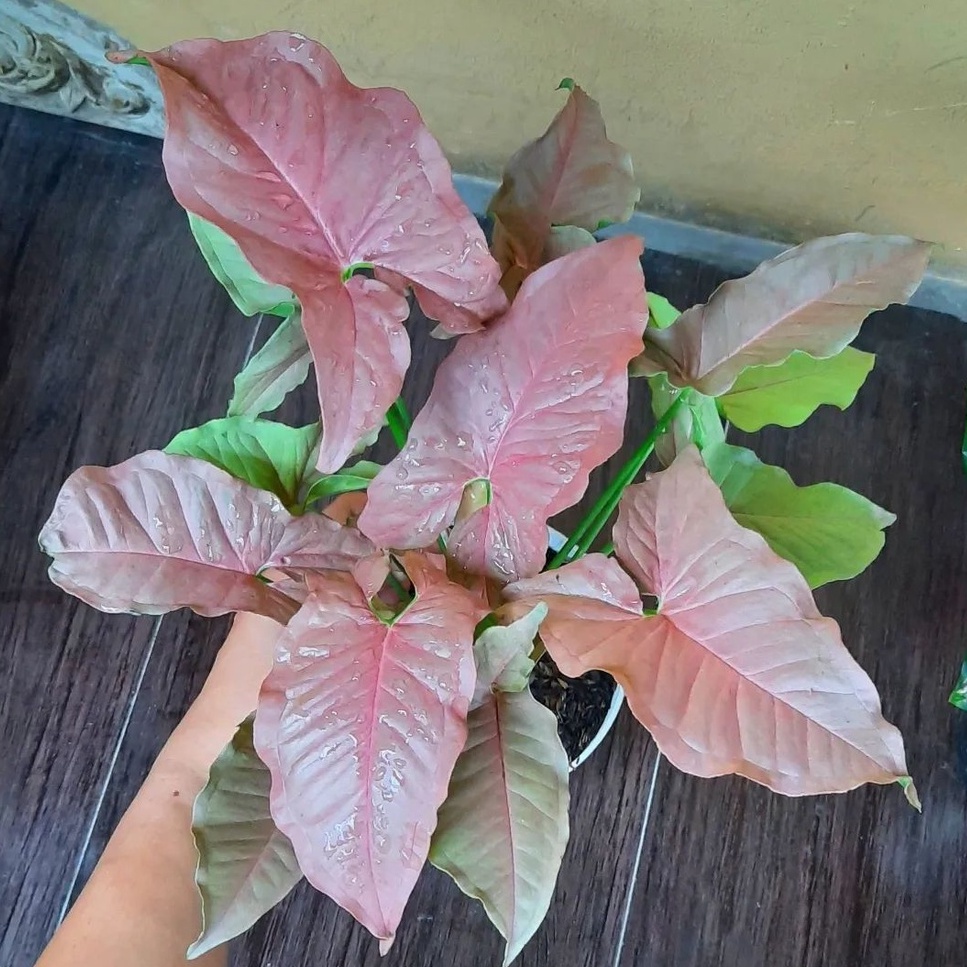 Jual Tanaman Indoor Singonium Neon Robusta Tanaman Hias Syngonium Neon ...