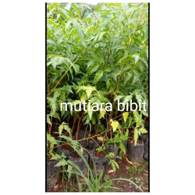 bibit tanaman mimba tanaman herbal