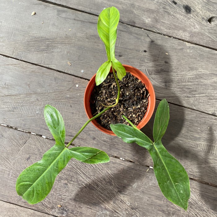 Jual tanaman hias philodendron code 69686 include pot | Shopee Indonesia