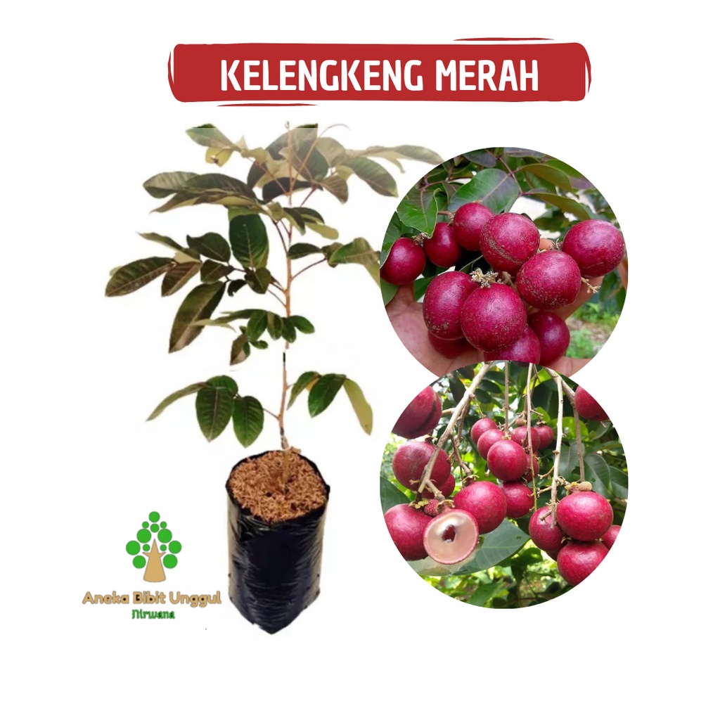 BIBIT BUAH KELENGKENG MERAH LUBY LONGAN BIBIT LENGKENG MERAH BIBIT KLENGKENG MERAH BIBIT KELENGKENG MERAH MURAH KUALITAS SUPER HASIL OKULASI