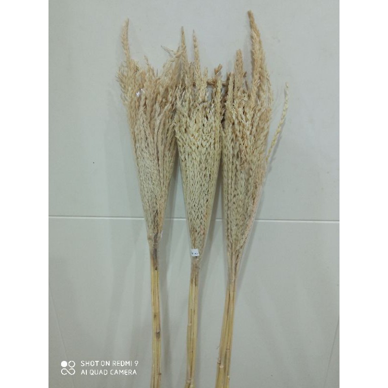 Jual dried padi suplier bunga potong | Shopee Indonesia