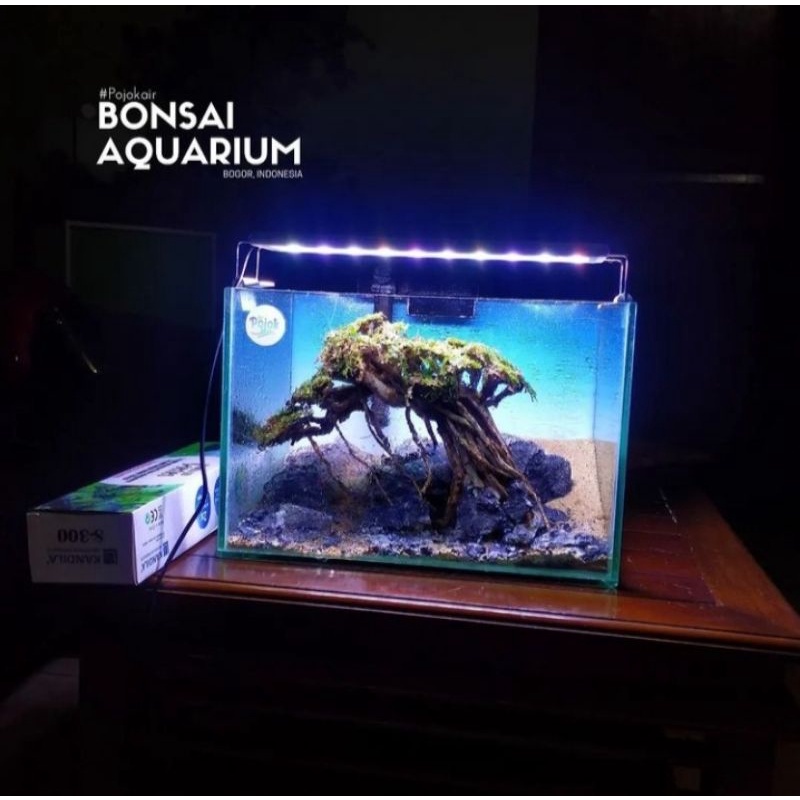 Jual Hiasan Aquarium Bonsai Aquascape FREE MOSS Shopee Indonesia