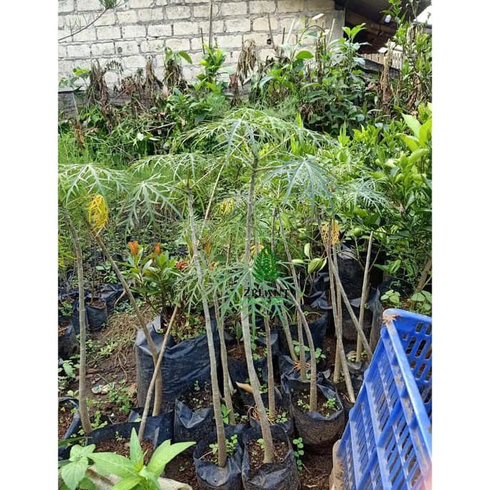 Jual T Me Bibit Tanaman Yodium Pohon Betadine Jarak Tintir Jafora Multifida Shopee Indonesia