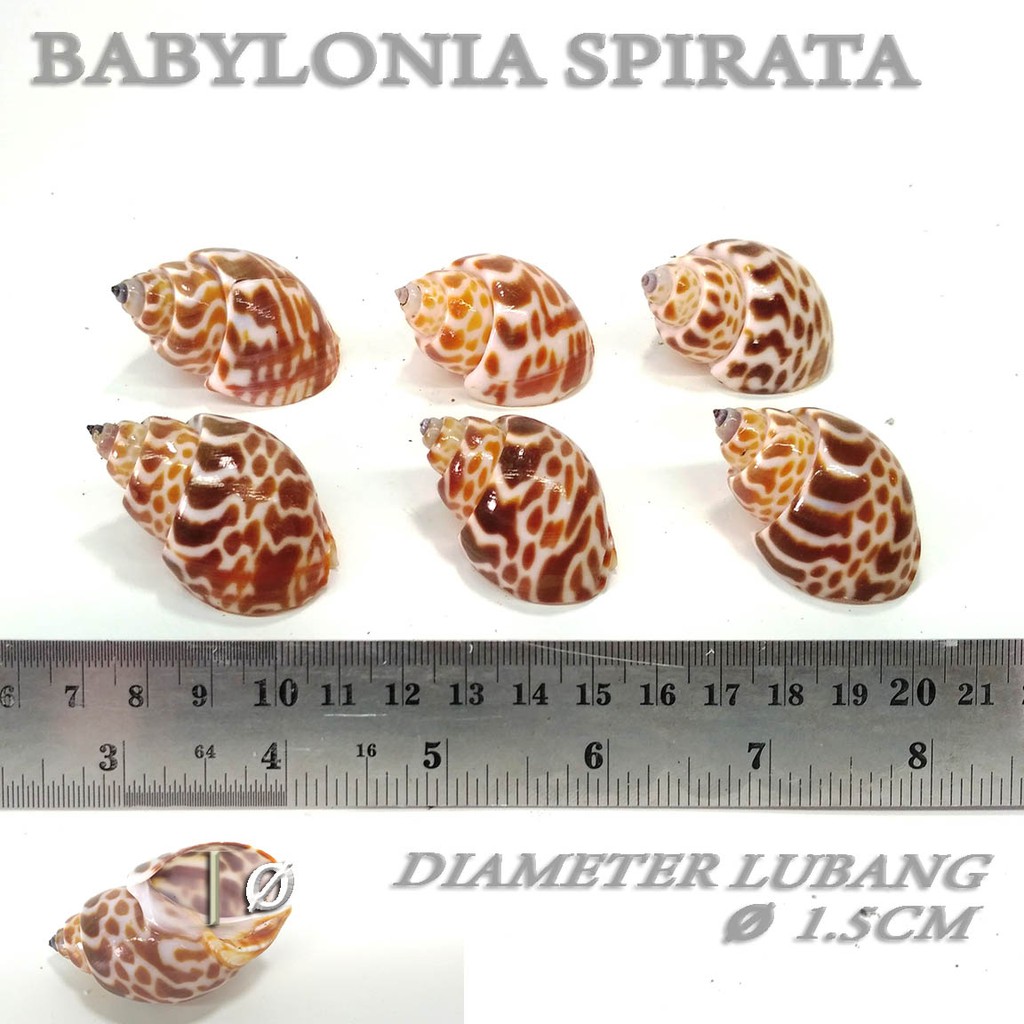 Jual Babylonia spirata shell cangkang rumah kelomang umang hermit crab ...
