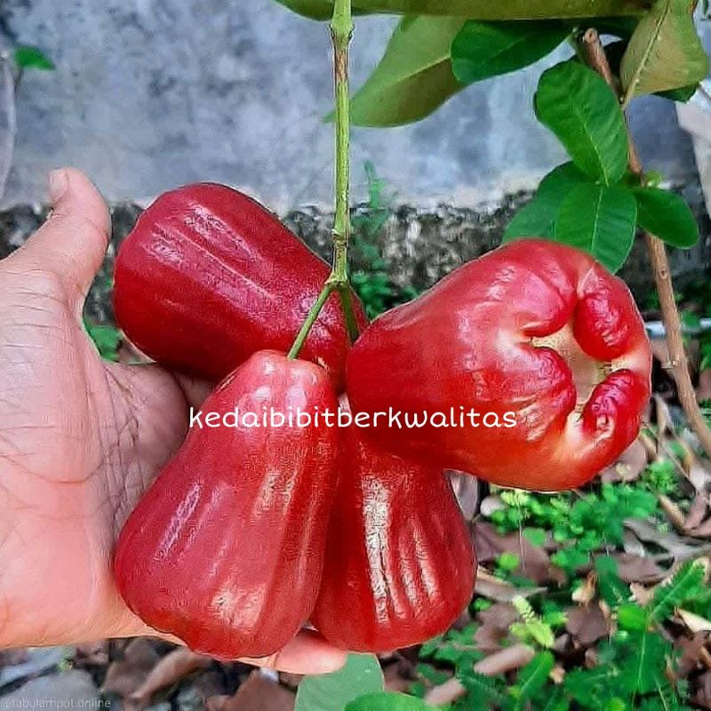 Jual Jambu Citra Terlengkap & Harga Terbaru Juli 2026 | Shopee Indonesia