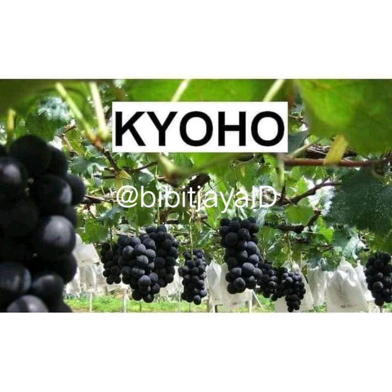 Jual Bibit Anggur import Jenis KYOHO Unggul | Shopee Indonesia