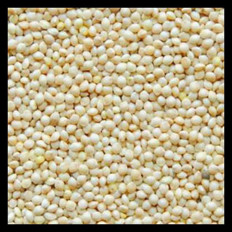 Jual Milet Putih Kiloan Merk Vita White Millet Shopee Indonesia