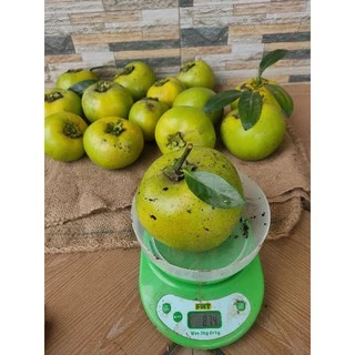 Jual Buah Black Sapote Terlengkap & Harga Terbaru Juni 2024 | Shopee