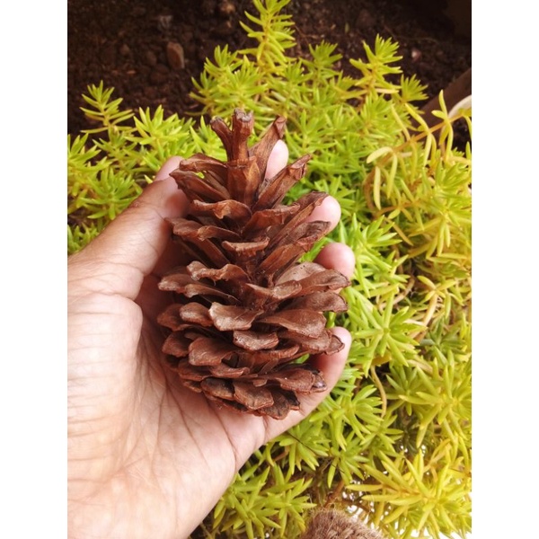 Jual Bunga Biji Pinus Kering Ukuran Jumbo Besar Pinecone Dried Flower Bahan Buket Mahar Diy