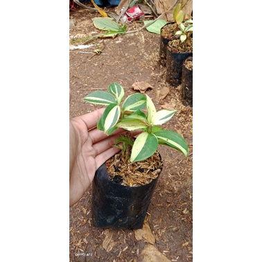 Jual tanaman pancing pentul variegata/tanaman hias paving pentul ...