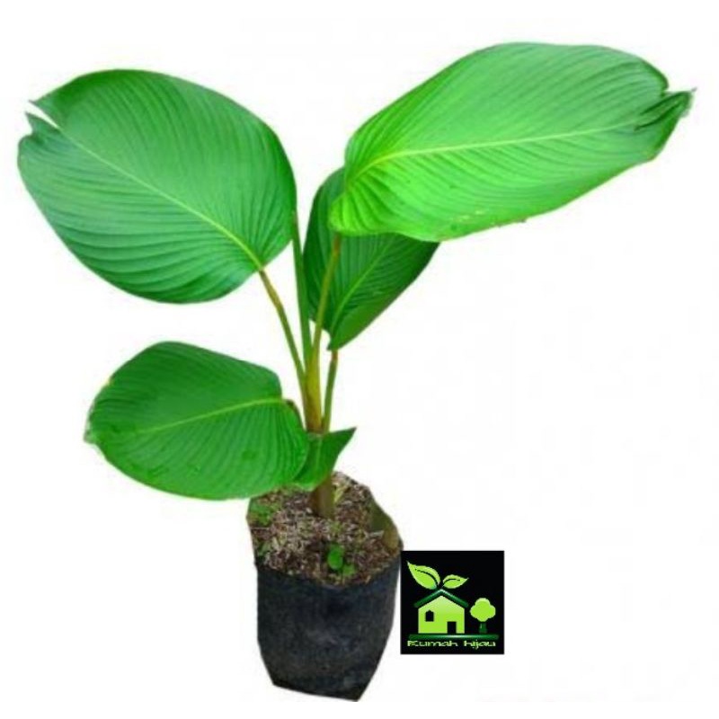 Jual Tanaman Hias Calathea Pisang Lutea Cm Kg Batang