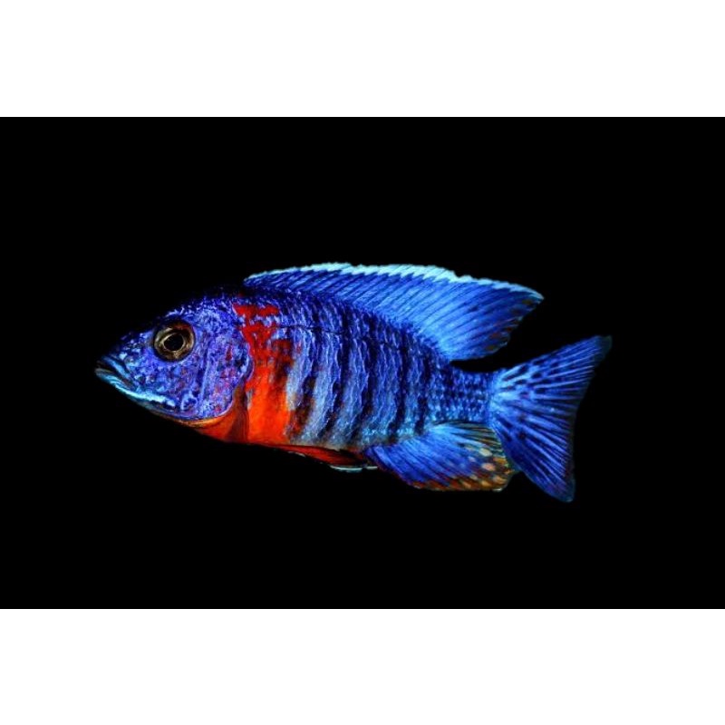 Jual Aulonocara Red Flush | Shopee Indonesia