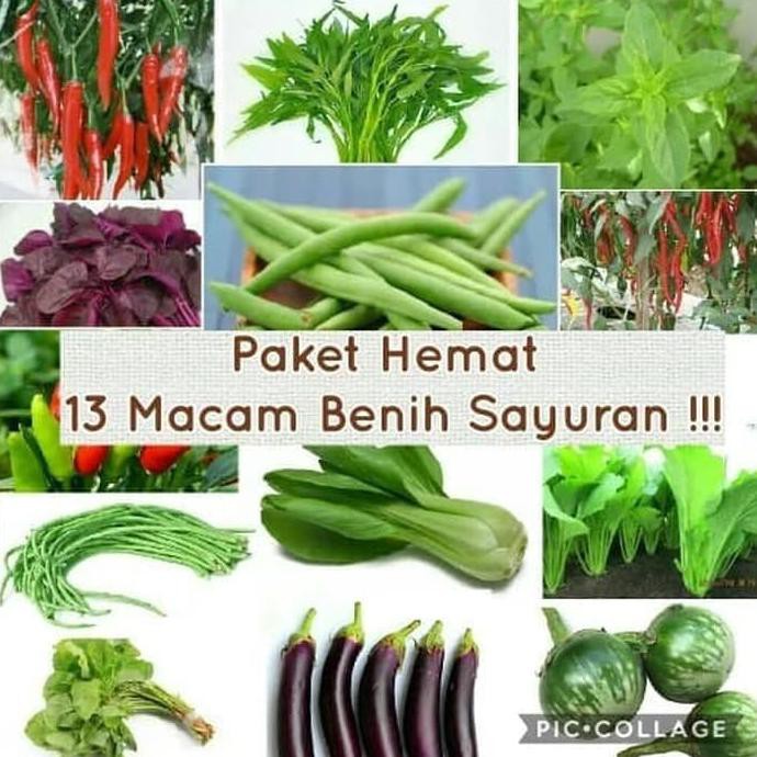 Jual Paket Berkebun Sayuran Di Rumah 13 Jenis Bibit Sayur Dan Polybag