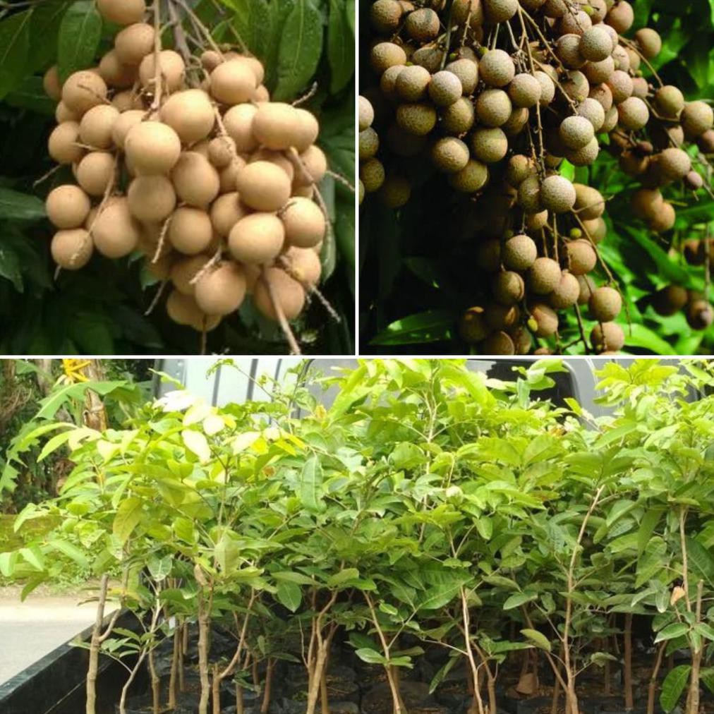 Bibit Tanaman Buah Kelengkeng New Kristal Okulasi
