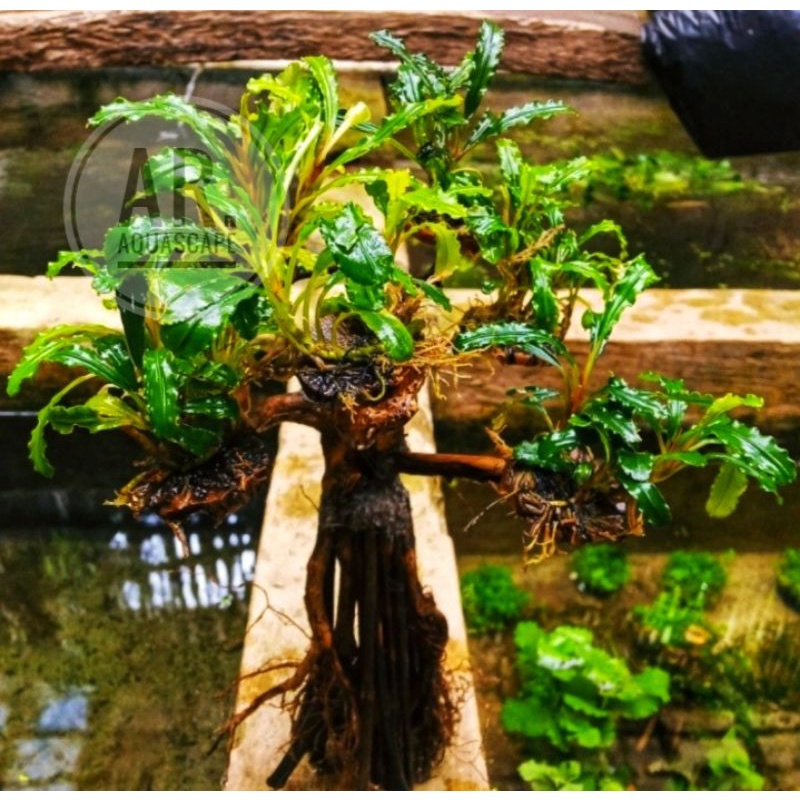 Jual Bonsai Buce hiasan aquarium Shopee Indonesia