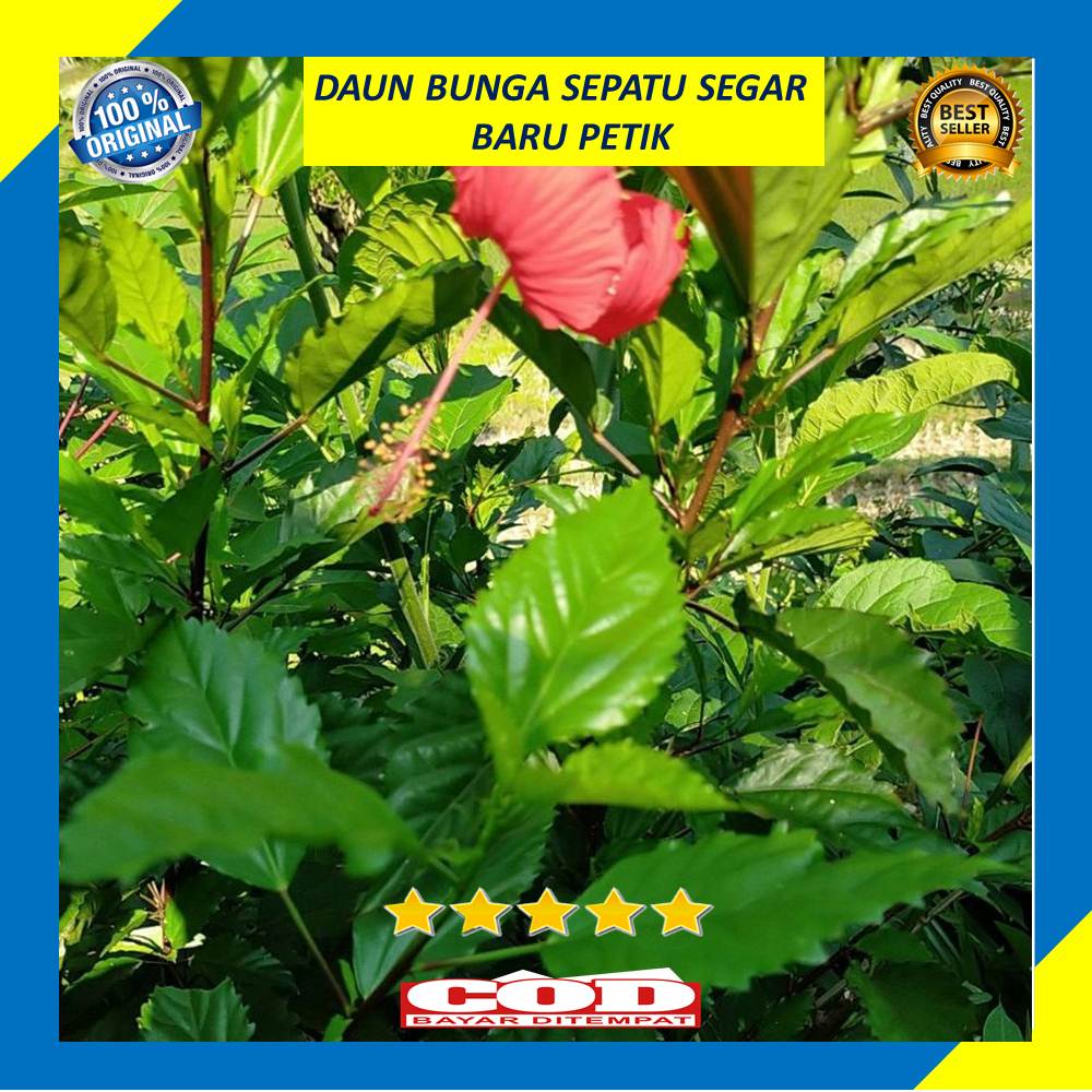 Jual Daun Bunga Sepatu Segar 250 Gram Baru Petik | Shopee Indonesia