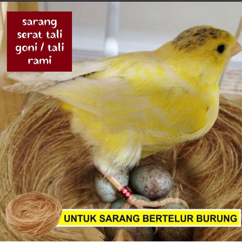 Jual Sarang burung kenari serat tali goni tali rami | Shopee Indonesia