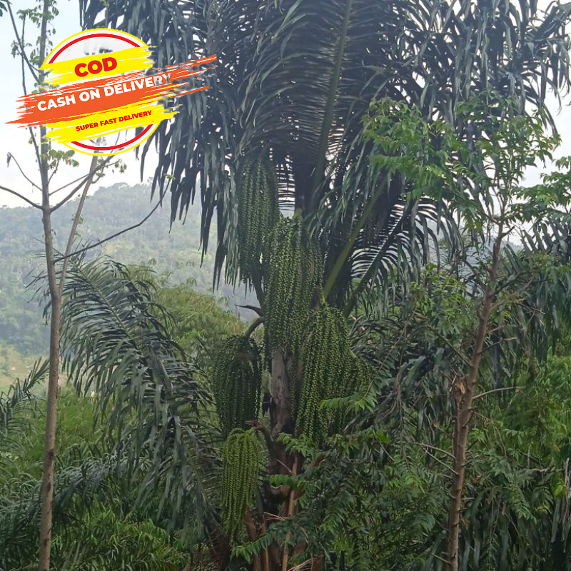 Jual Bunga Pohon Aren Atau Bunga Langari Segar Per 1 Kg Shopee Indonesia