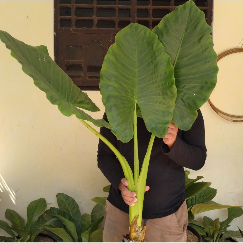 Jual Alokasia Macrorrhiza / Sente / Lompong / Senthe / Giant alocasia ...