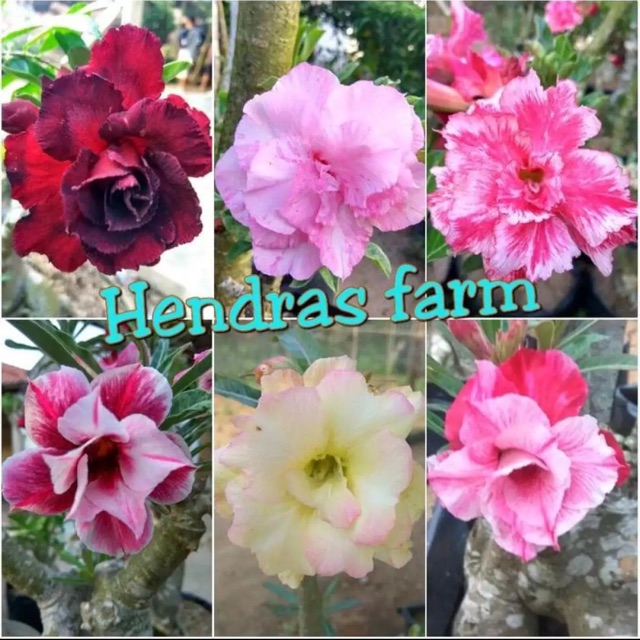 Jual Paket 6 bibit adenium triple- tanaman hias hidup bunga kamboja ...
