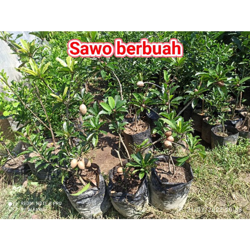 Jual Bibit Sawo Berbuah Shopee Indonesia