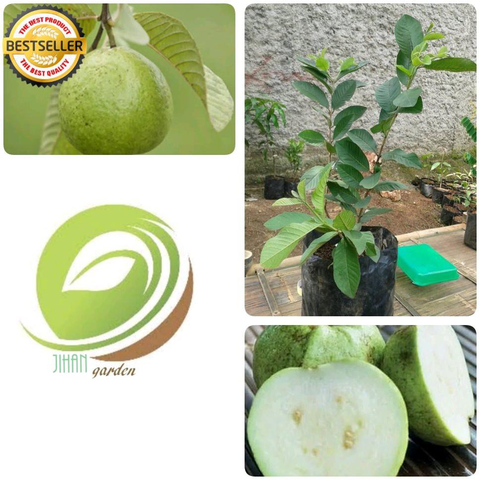 Jual Tanaman Hidup Bibit Tanaman Buah Jambu Kristal Pohon Jambu