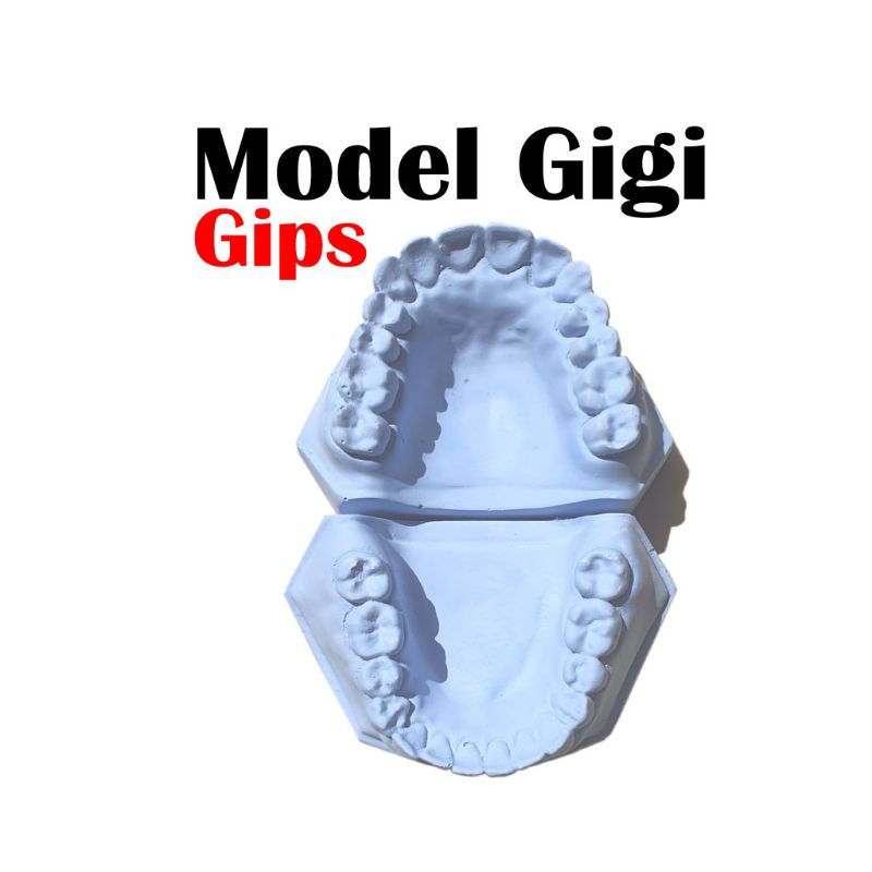 Jual Model patung gigi Gips alat peraga/study | Shopee Indonesia