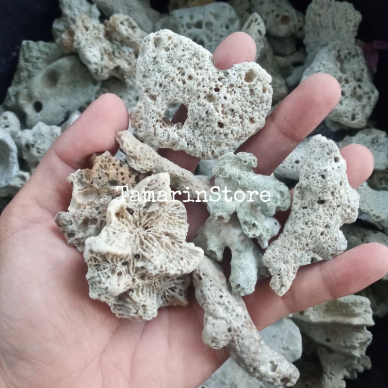 Jual Batu Karang Laut Hias Aquascape / Batu Karang Jahe Media Filter