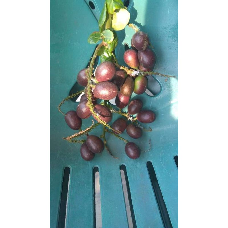 Matoa: Raja Buah Papua yang Kini Mudah Didapatkan Secara Online