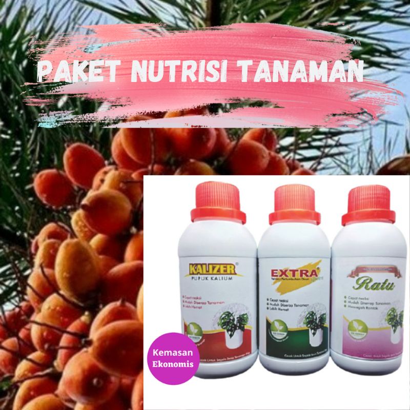 Jual Pupuk Alami Palem Ekor Tupai Paket Nutrisi Tanaman Tanaman Palem