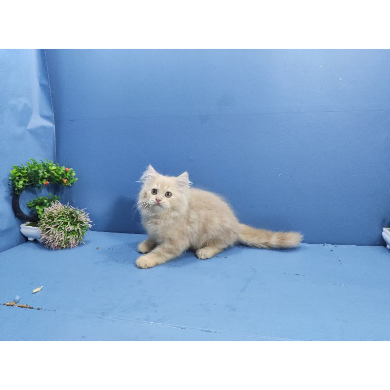 Jual kucing persia jantan cream super lucu | Shopee Indonesia