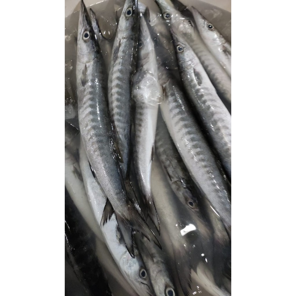 Jual Jual Ikan Alu Alu Kg Shopee Indonesia