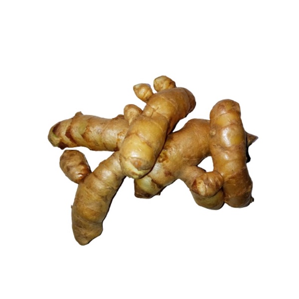 Jual Kunyit Putih Temu Putih Segar Curcuma Zedoria 1 Kg Shopee Indonesia 7397