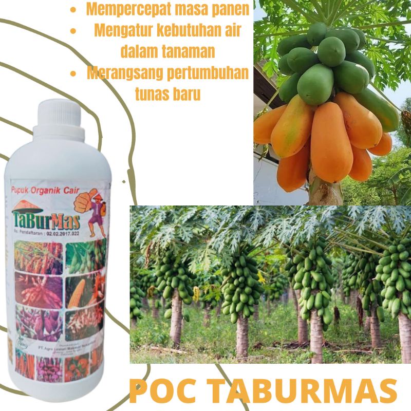 Jual Pupuk Organik Terbaik Untuk Tanaman Pepaya California Untuk ...