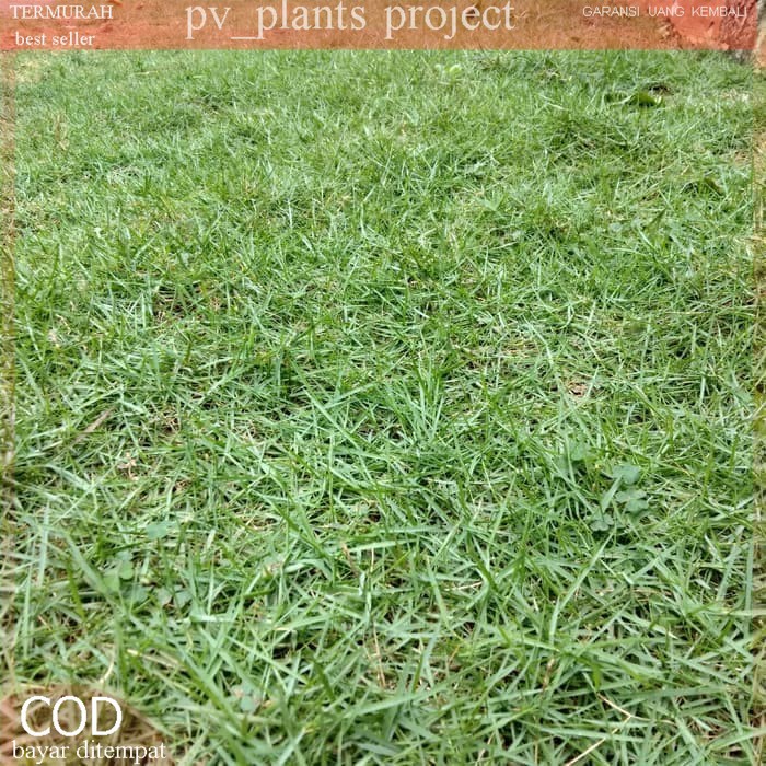 Jual rumput jepang / rumput peking 50x50cm | Shopee Indonesia