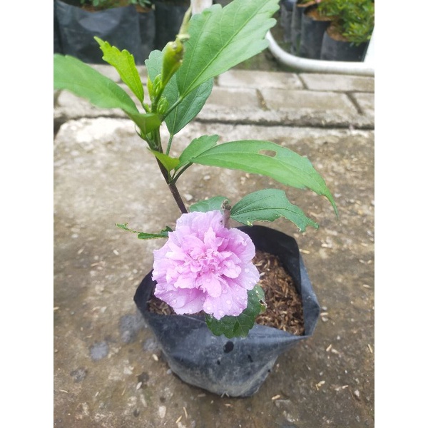 Jual tanaman bunga ribang | Shopee Indonesia