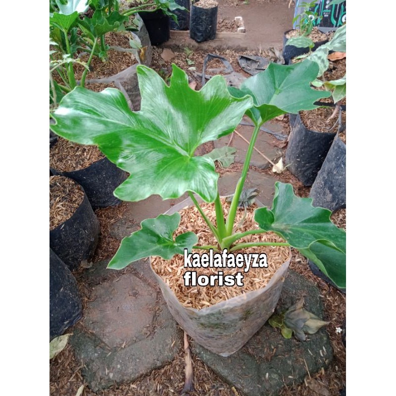 Jual tanaman hias philo Dendron - dendrum | Shopee Indonesia