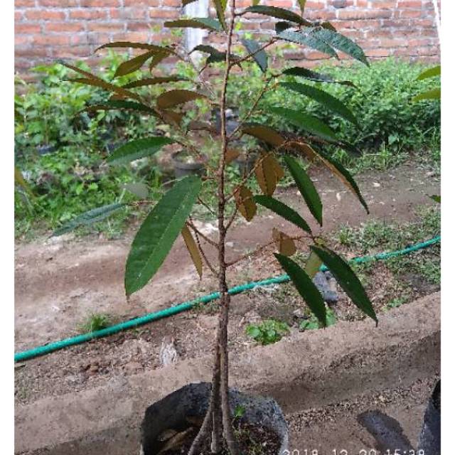 Bibit tanaman buah durian musangking kaki 3