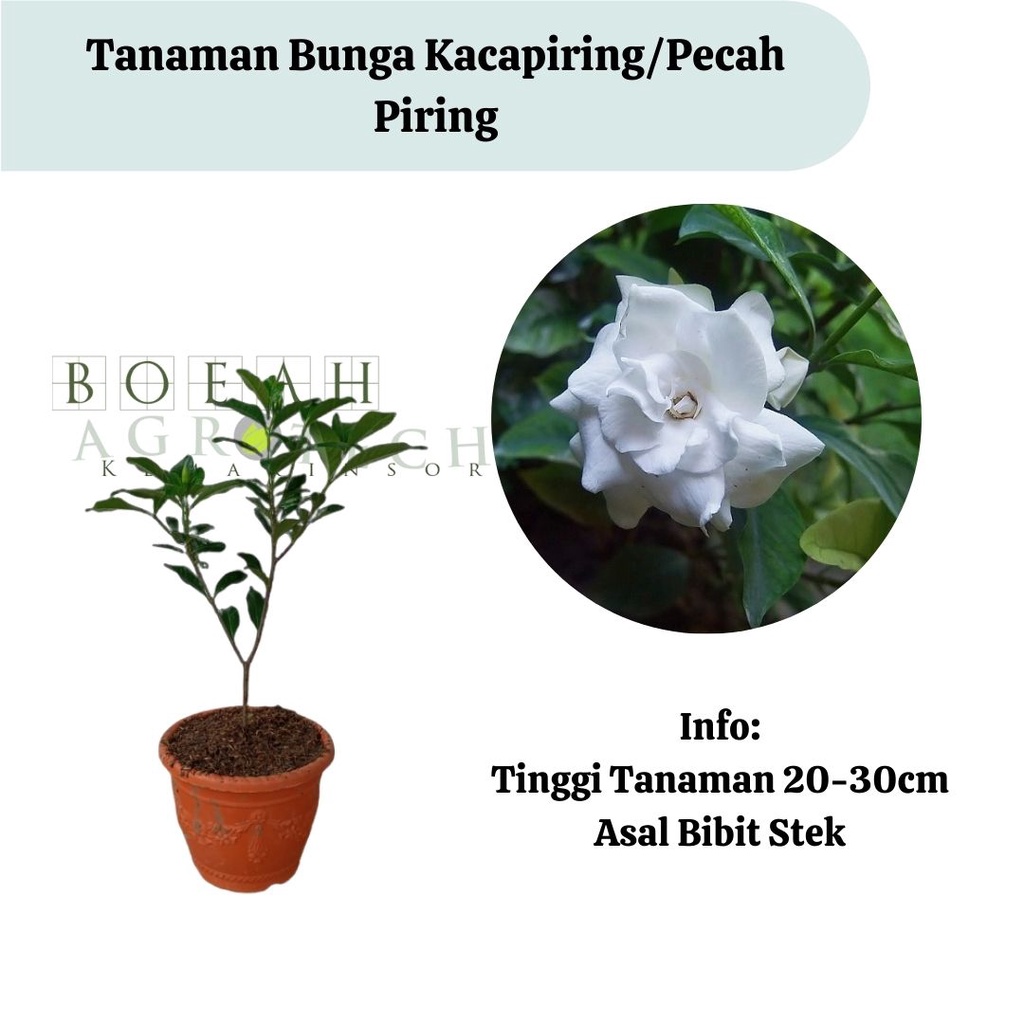Jual BibitTanaman Hias Bunga Kacapiring Wangi/Bunga Kacapiring ...