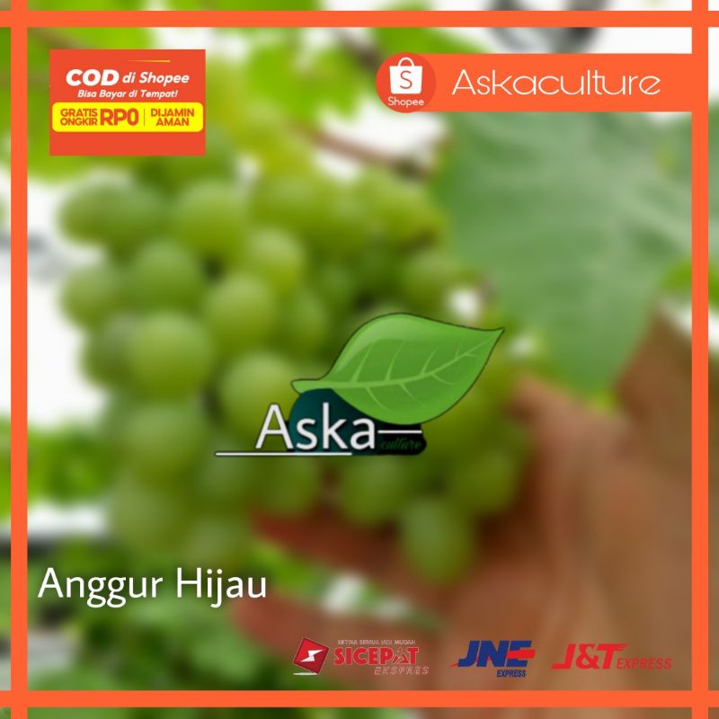 Jual Bibit Anggur Hijau Rambat Super sangat cepat Berbuah | Shopee ...