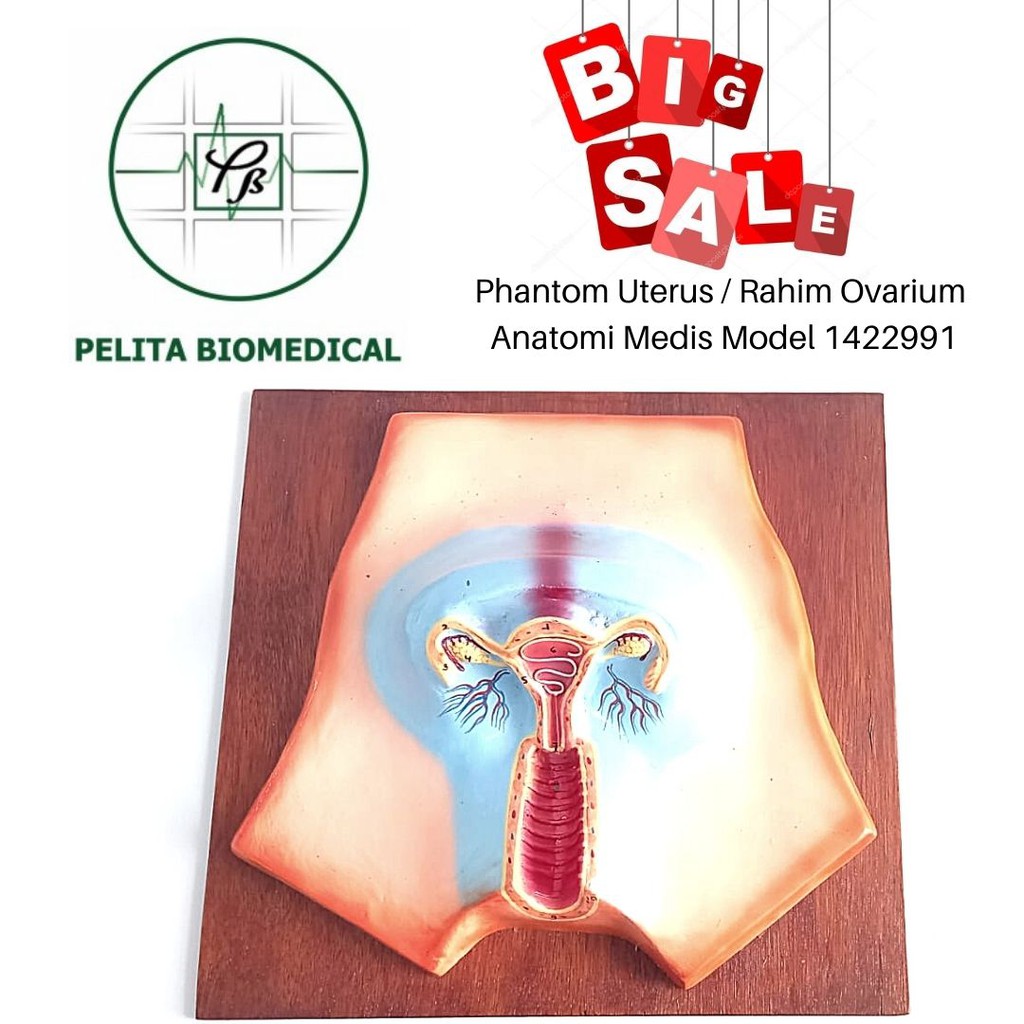 Jual Phantom Uterus / Rahim Ovarium Model Anatomi | Shopee Indonesia