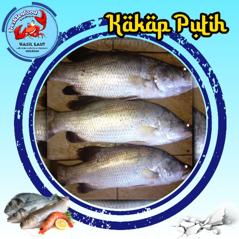 Jual IKAN CUKIL / KAKAP PUTIH SEGAR 1 kg Shopee Indonesia
