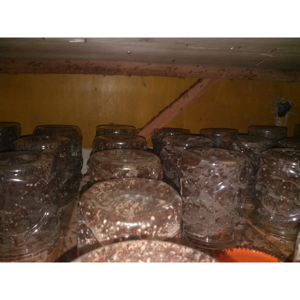 Jual Bibit semut rang rang penghasil kroto super paket pemula10 toples ...