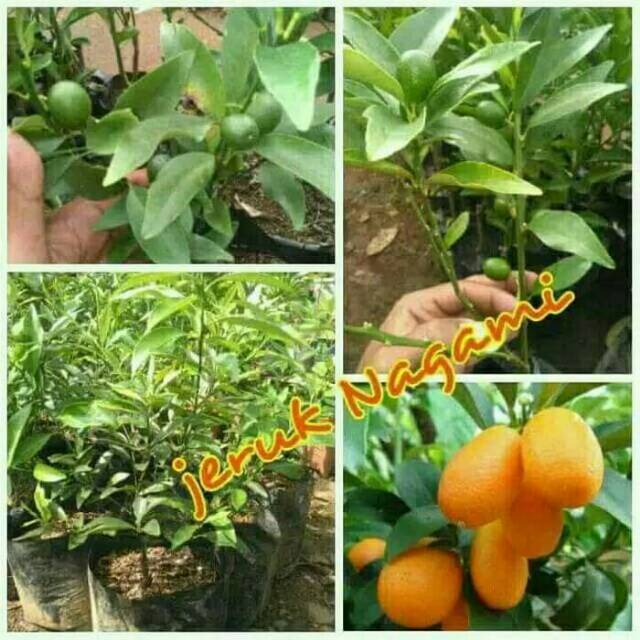 Jual Paket 3 Bibit Jeruk Nagami Okulasi Shopee Indonesia