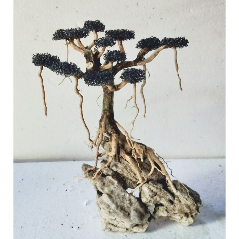 Jual Bonsai aquascape senggani model beringin (mini) Shopee Indonesia