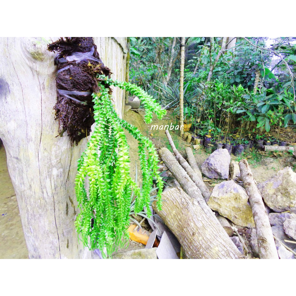 Jual rumpai tanaman rumpai tanaman hias kumpai tanaman hias gantung ...