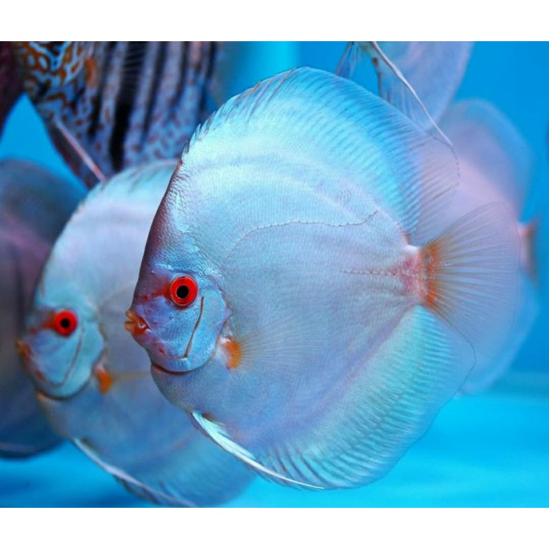 Jual Discus blue diamond ikqn discus blue diamond | Shopee Indonesia