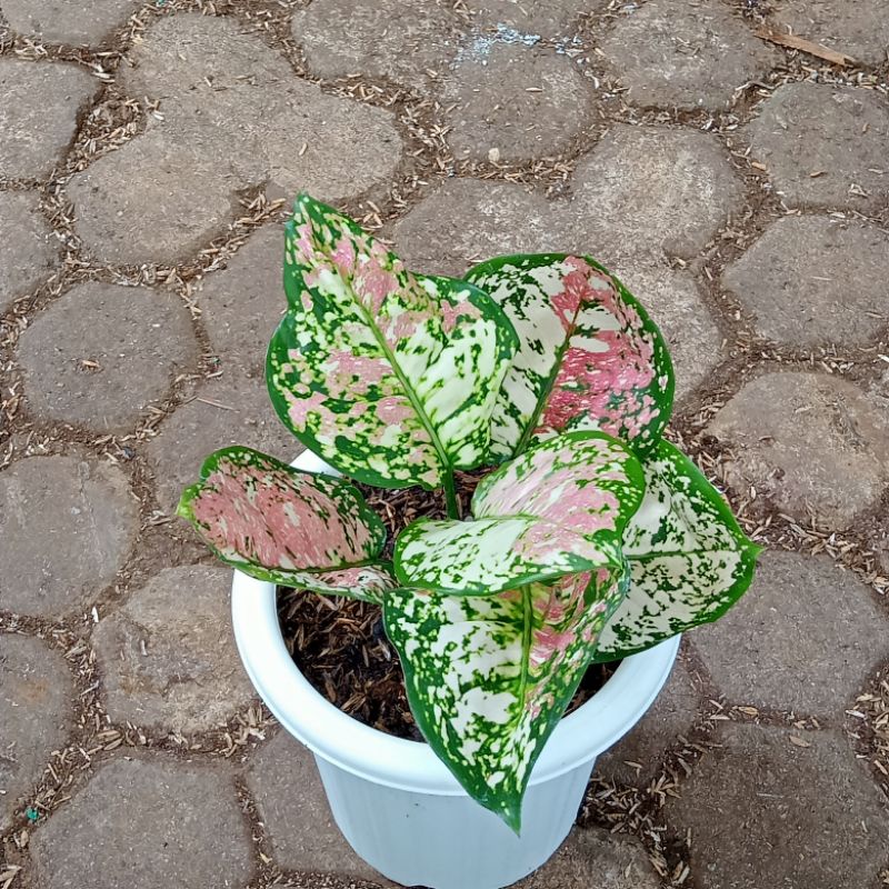 Jual Aglonema Tri Color/tanaman hias aglonema | Shopee Indonesia