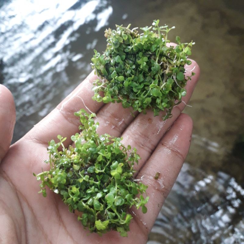 Jual Monte carlo coin bonsai tanaman aquascape hiasan aquarium Shopee