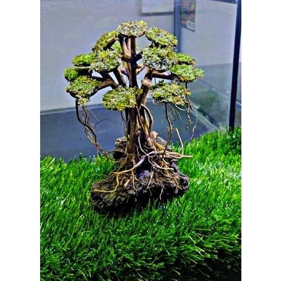 Jual POHON BONSAI AQUASCAPE AQUARIUM Shopee Indonesia